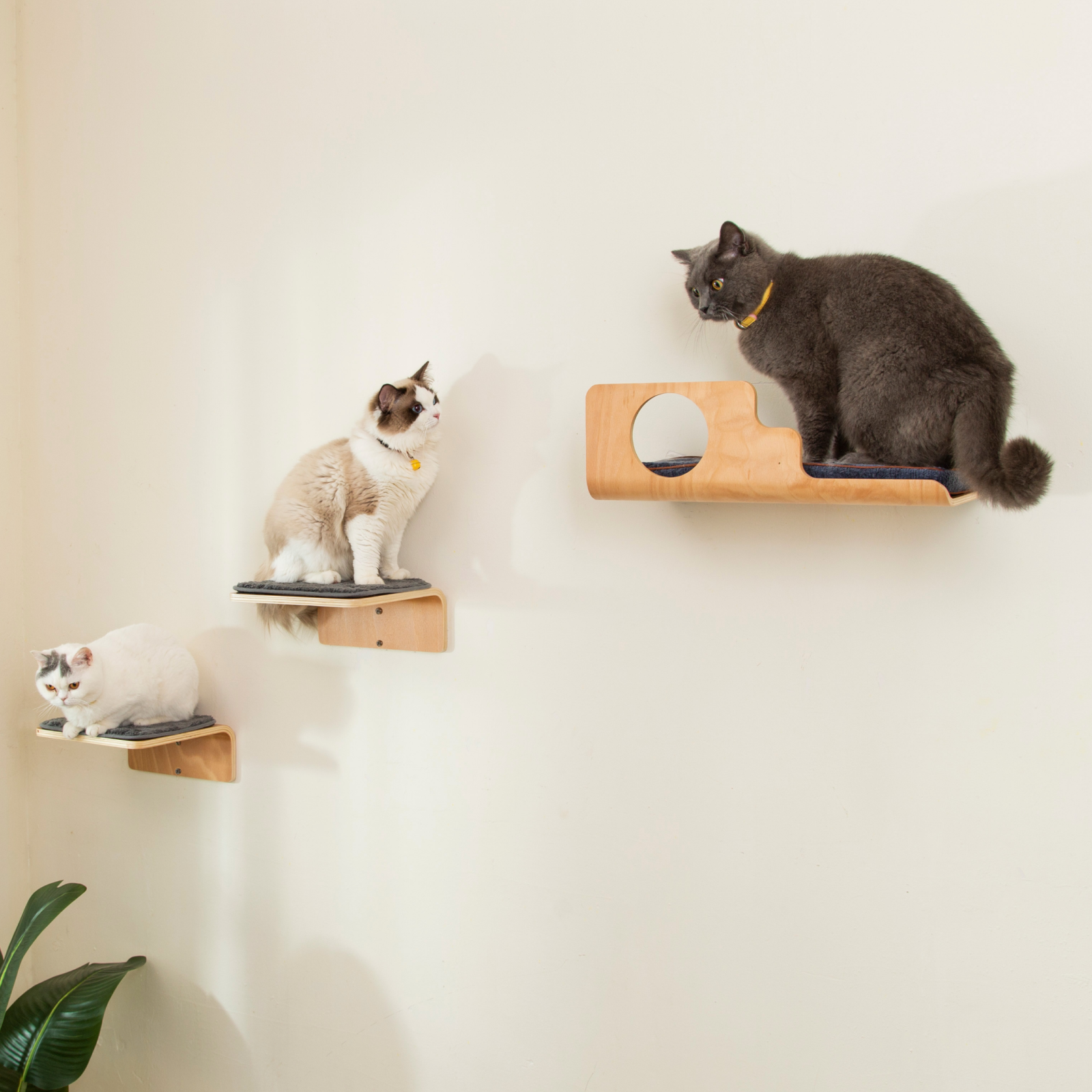 Hole Cat Wall Shelves & 2 Cat Wall Steps